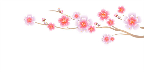 Obraz na płótnie Canvas Branch of Sakura isolated on white background. Apple-tree flowers. Cherry blossom. Vector 