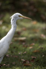 The white egret.
