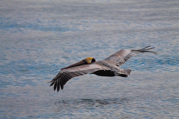 Pelican flying over water