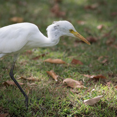 Fototapeta premium The white egret.