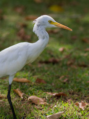 The white egret.