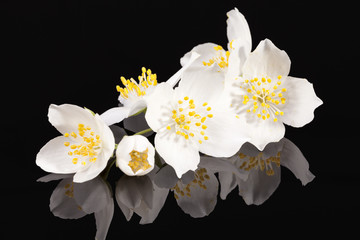 Jasmine white flowers isolated on black background