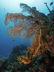 Naklejka premium Red Sea Fan, Roter Riesen-Knotenfächer (Melithaea ochracea)