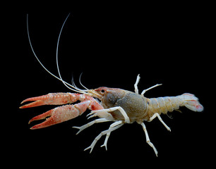 fancy ghost crayfish isolated over black background.