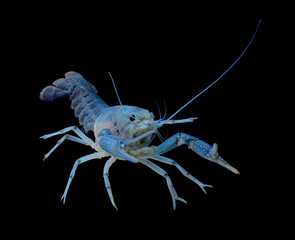 blue ghost crayfish isolated over black