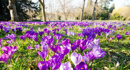 Frühlingserwachen, Ostergruß, Blütenzauber, Alles Liebe, Glück, Freude: Wiese mit zarten...