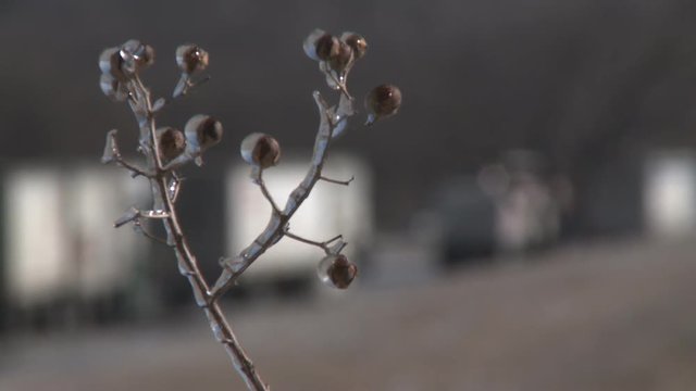 Rack-focus ice-enclosed twig with slow-moving trucks on an icy road
