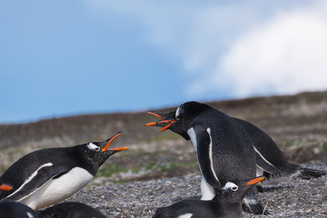  Papua penguin couple at the seaside scream