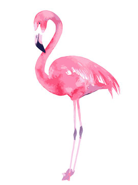 Watercolor flamingo. Painted image. Vector illustration