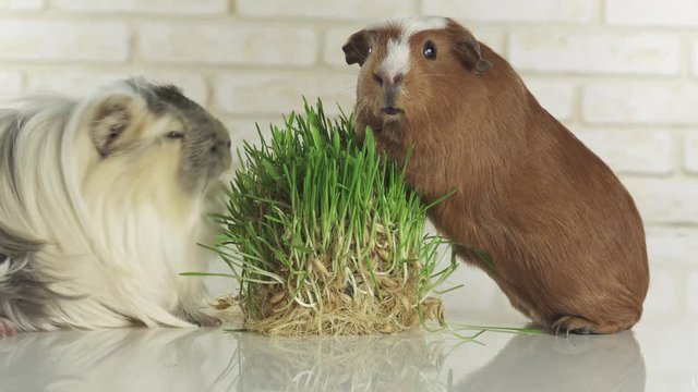 Guinea pigs breed Golden American Crested and Coronet cavy eat germinated oats stock footage video
