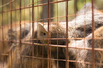 Caged animals. A close up look of wild boars inside a cage.
