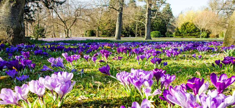 Fr&uuml;hlingserwachen, Ostergru&szlig;, Bl&uuml;tenzauber, Alles Liebe, Gl&uuml;ck, Freude: Wiese mit zarten Krokussen :) 