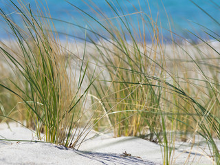 Ostseeküste - Strandhafer - Strandurlaub - Entspannung
