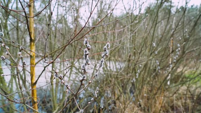 Nature in spring, pond in the forest, branches of plants. 50fps. 
