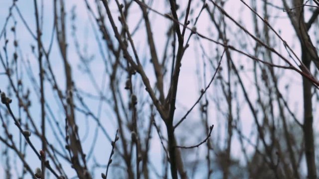 Nature in spring, pond in the forest, branches of plants. 50fps. 

