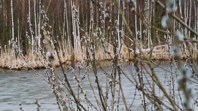 Nature in spring, pond in the forest, branches of plants. 50fps. 
