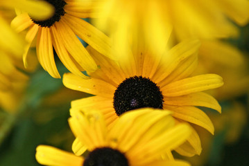 Wetzawinkel - Sun Flowers