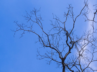 dry tree with the blue sky