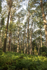 Landscape from Southern highlands NSW