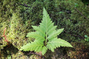 Green ferns in could forest