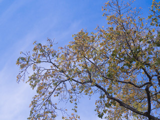 Fototapeta premium Tree and blue sky