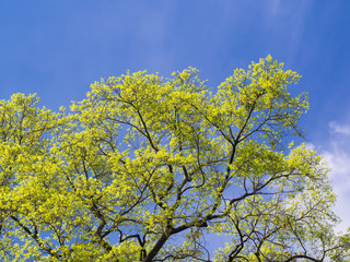 Tree and blue sky