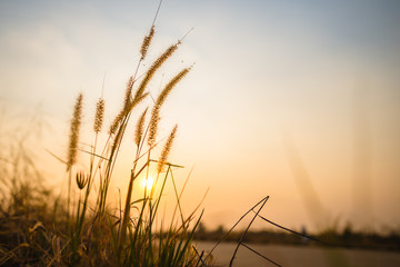 Fototapeta na wymiar silhouette of grass flower on sunset