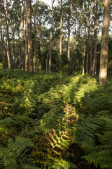Landscape from Southern highlands NSW