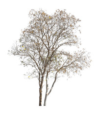 dry tree isolated on white.