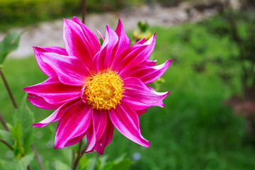Pink Beautiful Flowers - 140593309