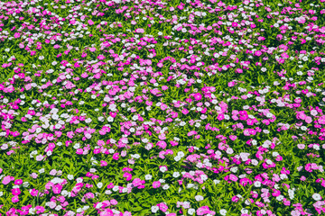 Fototapeta premium small pink flower field on green plant garden background.