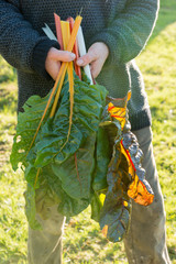 Swiss Chard Leaves and Stalks in Hand