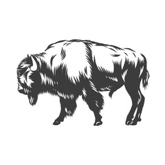 American buffalo inked vector