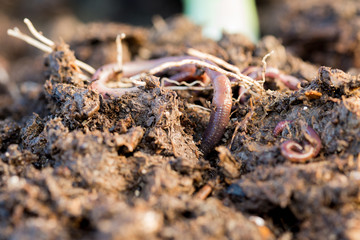 Earthworm Digging Its Way Through Dirt Macro