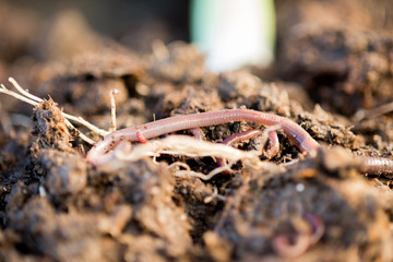 Closeup of Earthworms on Soil