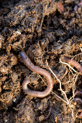 Fototapeta premium Overhead Closeup of an Earthworm on Soil