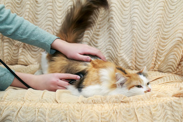girl holding stethoscope and treat a beautiful fluffy cat on the couch at home