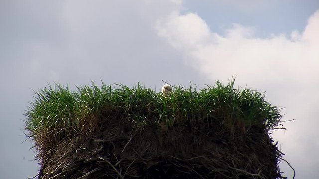 Ein Wei&szlig;storch sitzt im gro&szlig;en mit Gras bewachsenem Nest und br&uuml;tet Eier aus (Totale)