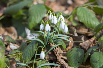 White snowdrops first spring flowers in the forest