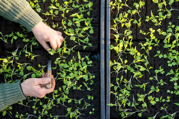 Overhead of Hands Planting Seedling in Seedling Box