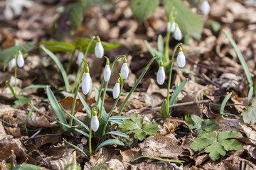 White snowdrops first spring flowers in the forest