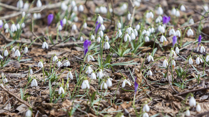 White snowdrops first spring flowers in the forest