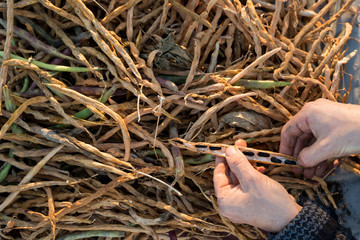 Opening a Black Bean Pod with Dry Pods in Background