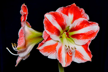 Lily flower, white and red