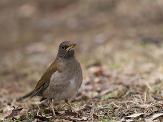 早春の草原のシロハラ