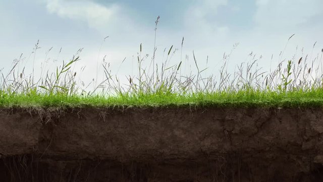 Cut the soil with grass growing on top