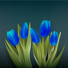 blue tulips flower