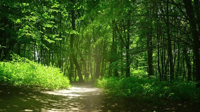 Pathway In Summer Park. Sunny Day And Birdsong Sounds