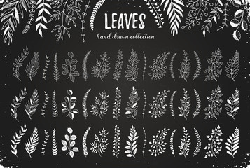 Hand drawn branches collection. Set of sketch style leaves isolated on blackboard. Vintage ink floral elements. Decorative plants for greeting card and invitation design.
