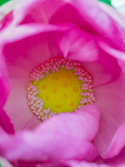 Close-Up a pollen inside pink lotus flower - 140596579